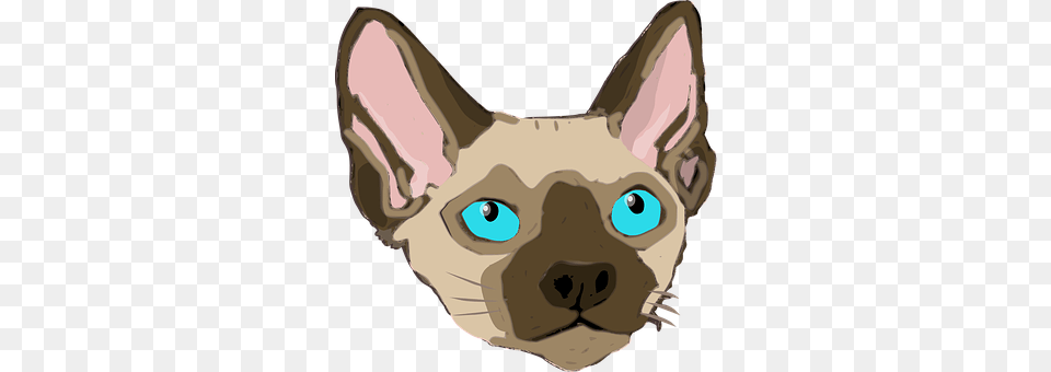 Animal Pet, Cat, Mammal, Face Free Png