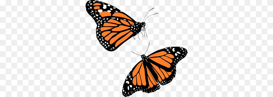 Animal Butterfly, Insect, Invertebrate, Monarch Png