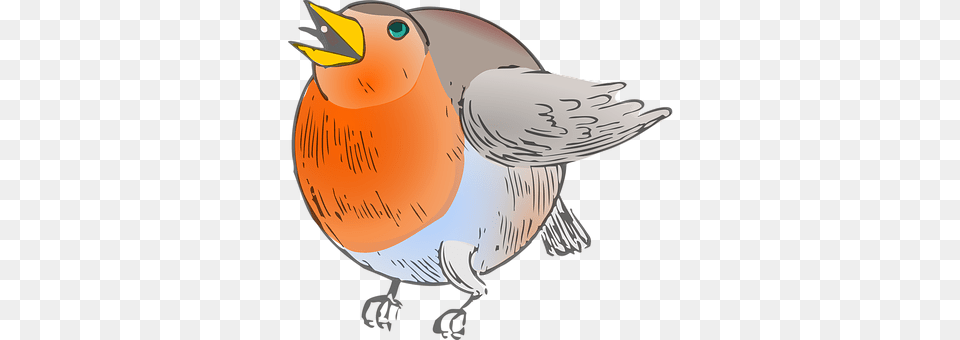 Animal Beak, Bird, Finch, Robin Free Png Download