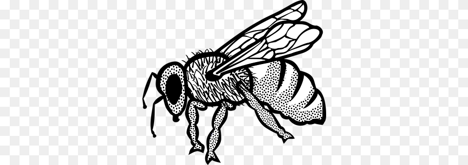 Animal Bee, Insect, Invertebrate, Wasp Png Image