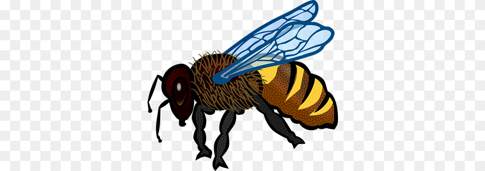 Animal Bee, Honey Bee, Insect, Invertebrate Free Png