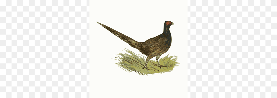 Animal Bird, Pheasant, Partridge Png Image