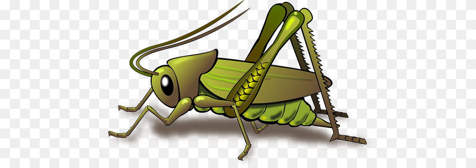 Animal Grasshopper, Insect, Invertebrate Png