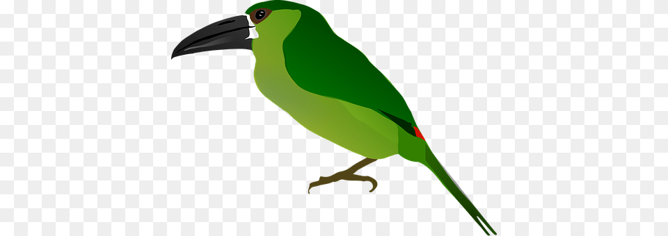 Animal Beak, Bird, Green, Person Free Png Download
