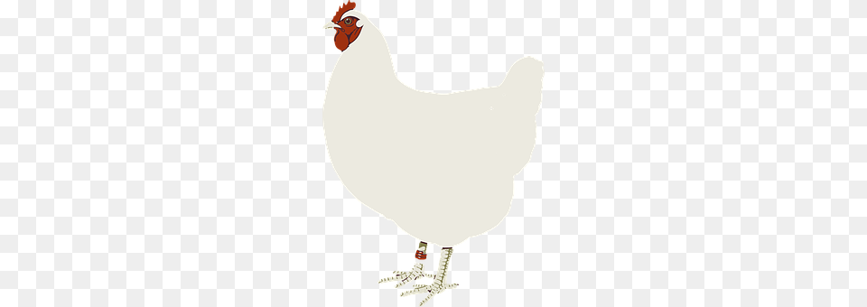 Animal Bird, Chicken, Fowl, Hen Free Transparent Png