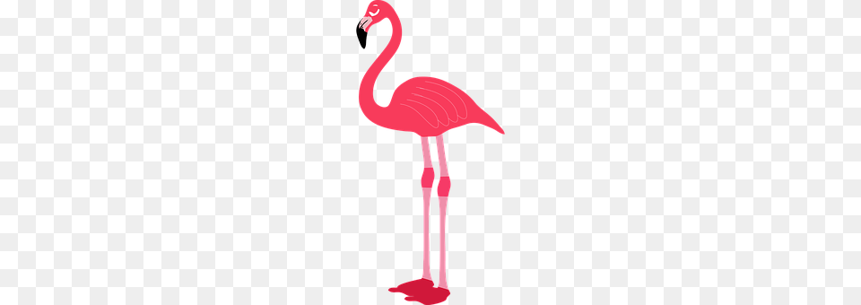Animal Bird, Flamingo, Cross, Symbol Free Png Download