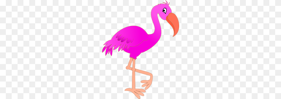 Animal Beak, Bird, Flamingo Free Png Download