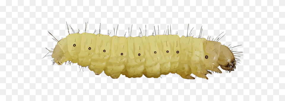 Animal Invertebrate, Worm, Festival, Hanukkah Menorah Png