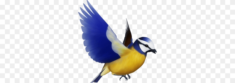 Animal Bird, Finch, Jay, Bluebird Free Transparent Png