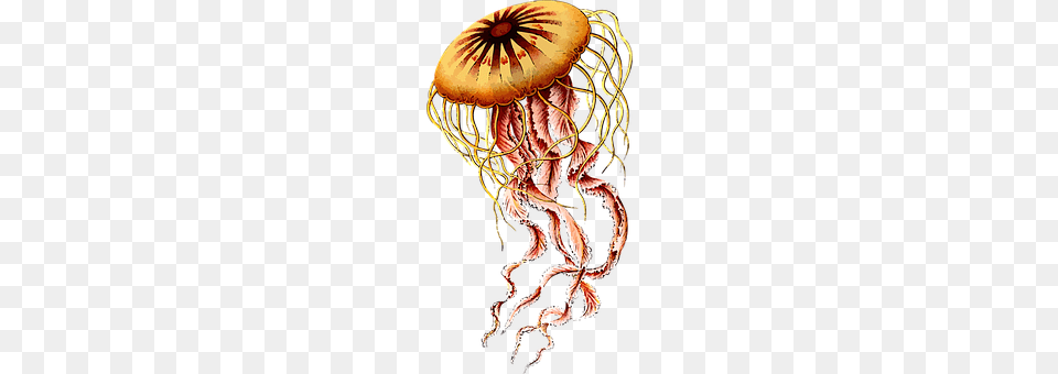 Animal Sea Life, Invertebrate, Jellyfish Png Image