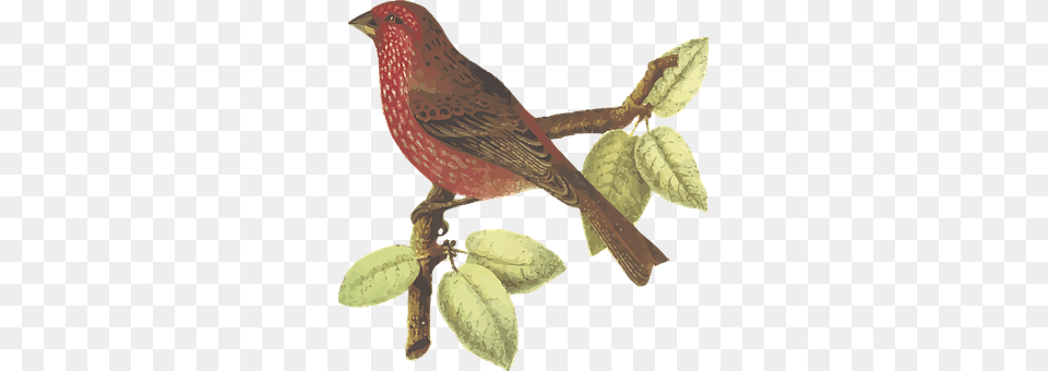 Animal Bird, Finch, Sword, Weapon Free Png