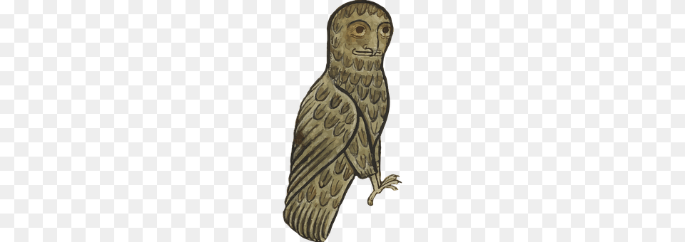 Animal Bird, Owl, Person Free Png Download