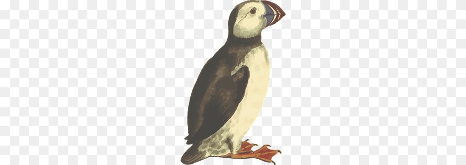 Animal Bird, Adult, Wedding, Person Free Png