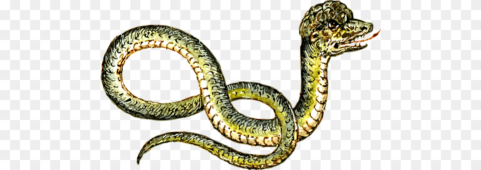 Animal Reptile, Snake Png Image