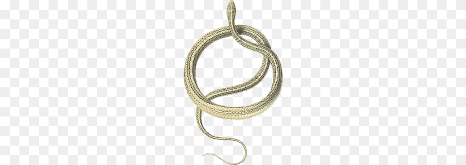 Animal Reptile, Snake Png Image