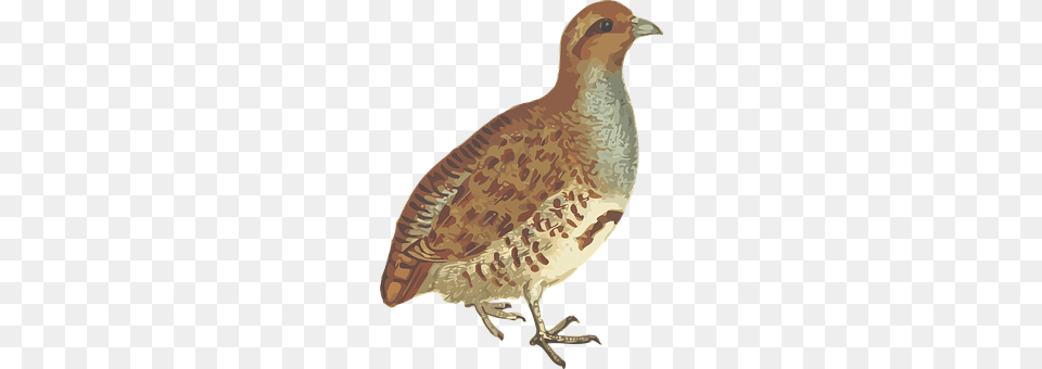 Animal Bird, Partridge, Quail Free Png
