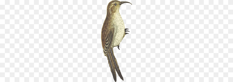 Animal Anthus, Bird, Beak, Wren Png Image