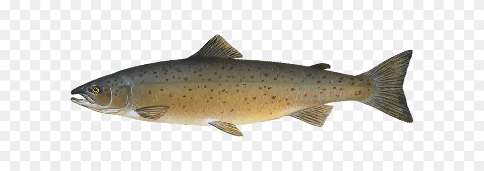 Animal Fish, Sea Life, Trout Png