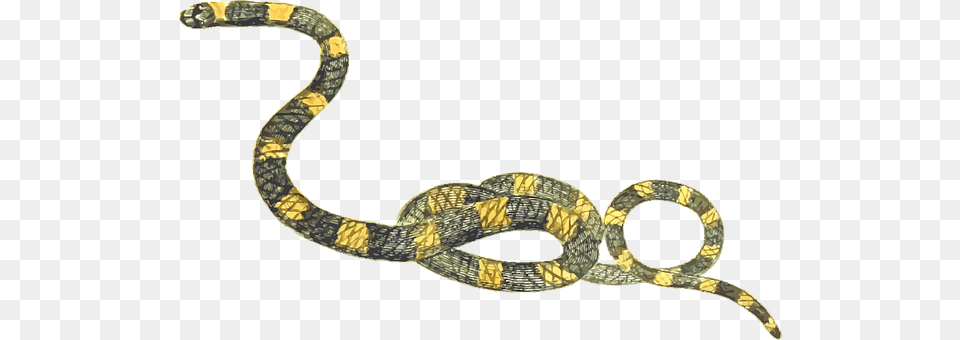 Animal Reptile, Snake, Accessories, Jewelry Png Image