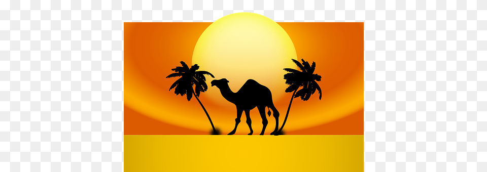 Animal Camel, Mammal, Outdoors, Nature Free Transparent Png