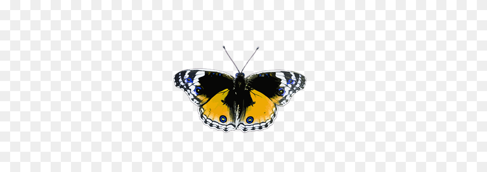 Animal Butterfly, Insect, Invertebrate, Accessories Png Image