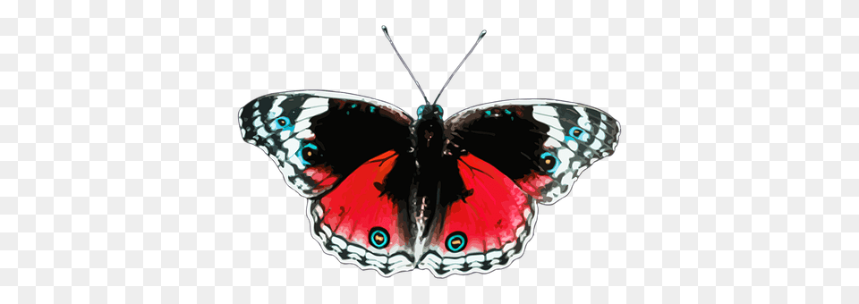 Animal Butterfly, Insect, Invertebrate, Accessories Free Transparent Png