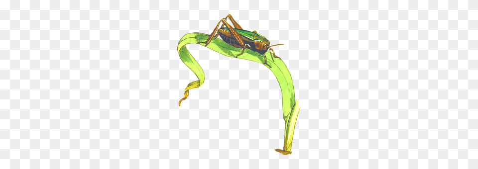 Animal Grasshopper, Insect, Invertebrate Png Image