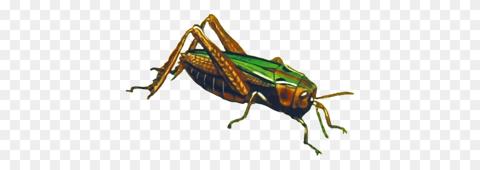 Animal Cricket Insect, Insect, Invertebrate, Grasshopper Free Transparent Png