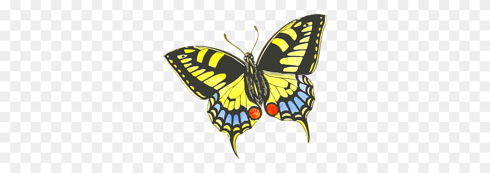 Animal Butterfly, Insect, Invertebrate, Bee Free Png