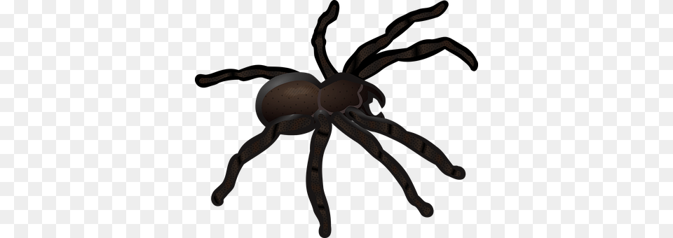 Animal Invertebrate, Spider, Bow, Weapon Png Image