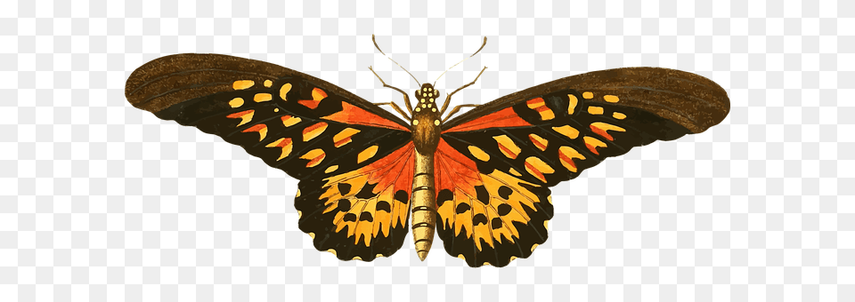 Animal Butterfly, Insect, Invertebrate, Moth Png Image