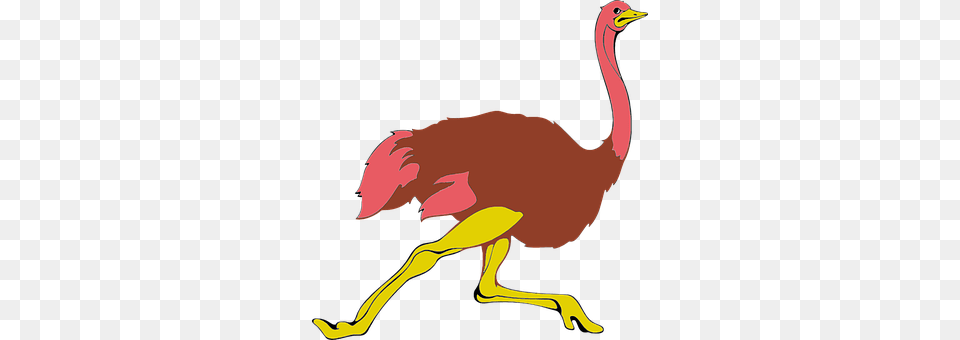 Animal Bird, Beak, Ostrich Png
