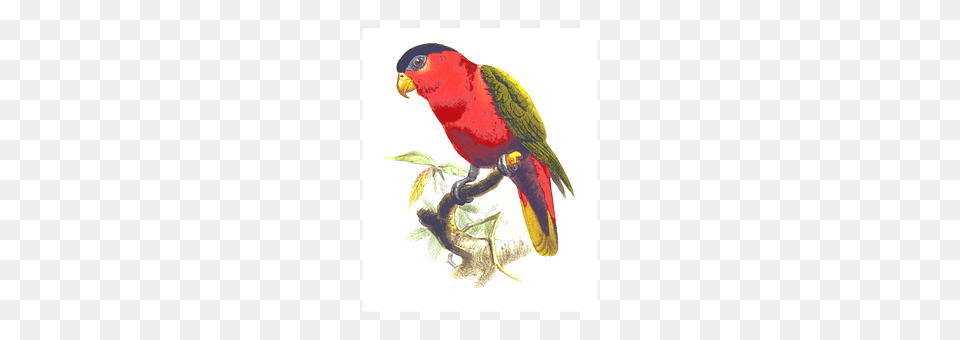 Animal Bird, Parrot, Beak Free Png