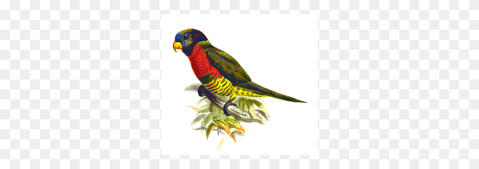 Animal Beak, Bird, Parrot, Parakeet Png