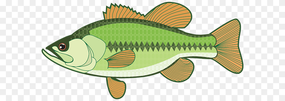 Animal Sea Life, Fish Free Png