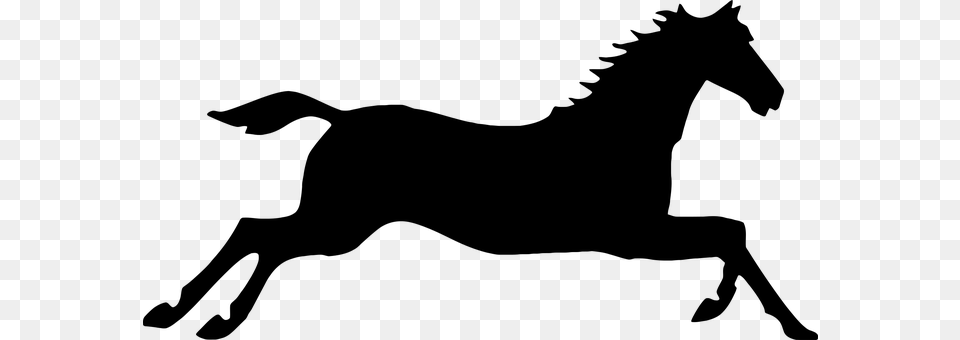 Animal Gray Free Transparent Png