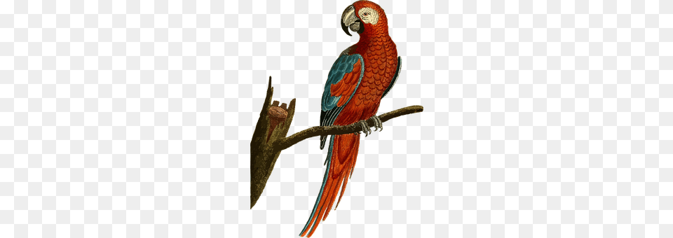 Animal Bird, Parrot, Macaw Free Png