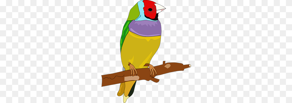 Animal Beak, Bird, Finch, Parakeet Free Png