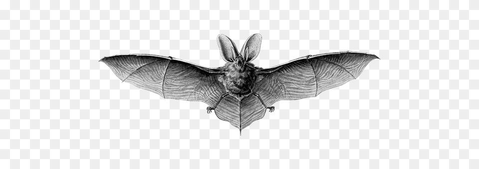 Animal Mammal, Wildlife, Bird, Bat Png