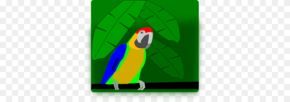 Animal Bird, Parrot, Penguin Png Image