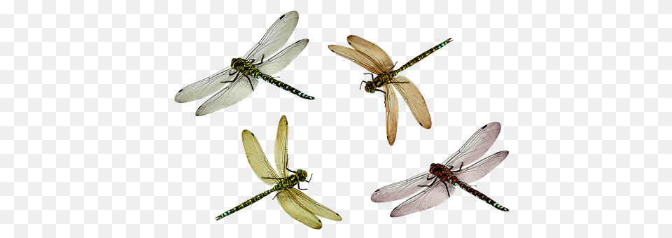 Animal Insect, Invertebrate, Dragonfly Free Transparent Png