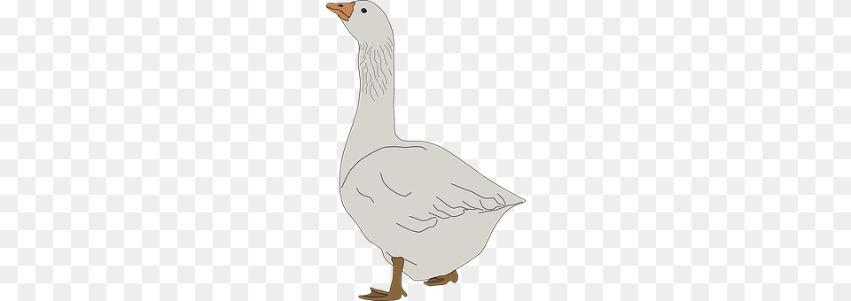 Animal Bird, Goose, Waterfowl, Person Free Png