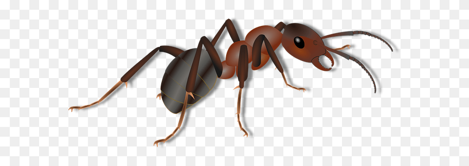 Animal Ant, Insect, Invertebrate, Appliance Free Transparent Png