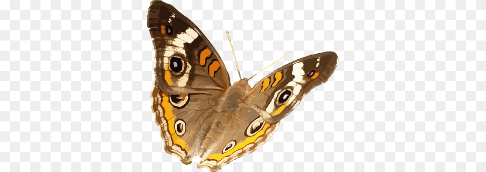 Animal Butterfly, Insect, Invertebrate, Moth Free Png