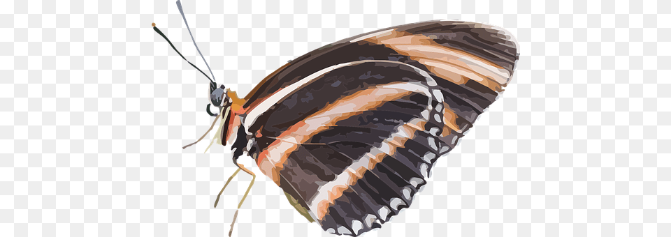 Animal Butterfly, Insect, Invertebrate, Person Free Transparent Png