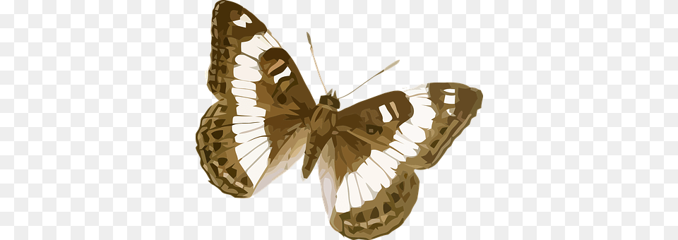 Animal Butterfly, Insect, Invertebrate, Person Png