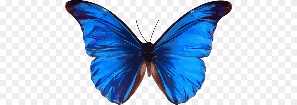 Animal Butterfly, Insect, Invertebrate, Person Free Transparent Png