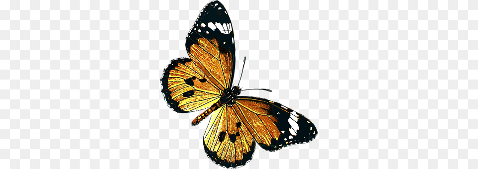 Animal Butterfly, Chandelier, Insect, Invertebrate Png