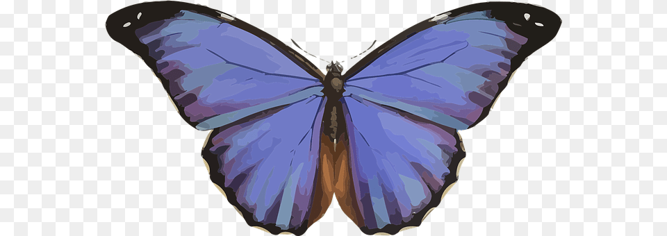 Animal Person, Butterfly, Insect, Invertebrate Free Png Download