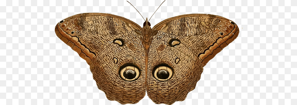 Animal Butterfly, Insect, Invertebrate, Moth Free Transparent Png